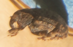 Conotrachelus seniculus