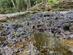 Utricularia neottioides