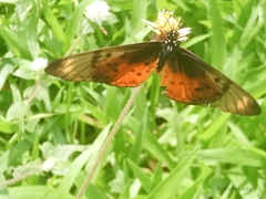 Acraea pseudegina