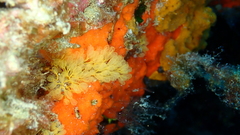 Pycnoclavella communis