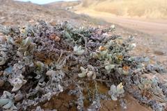 Juttadinteria attenuata