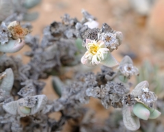 Juttadinteria attenuata