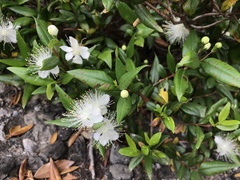 Myrtus