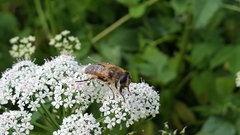 Eristalis tenax