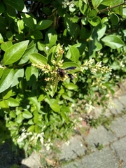 Physocephala floridana