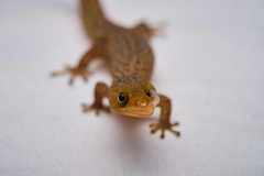 Sphaerodactylus difficilis