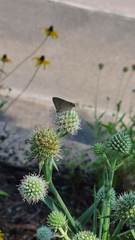 Strymon melinus