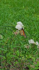 Danaus plexippus