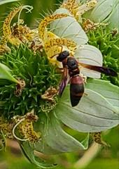 Pachodynerus erynnis