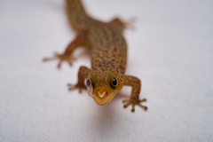Sphaerodactylus difficilis