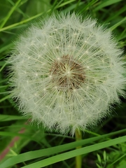 Taraxacum officinale