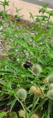 Xylocopa virginica