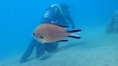 Chromis limbata