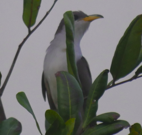 photo of Yellow-billed Cuckoo (Coccyzus americanus)