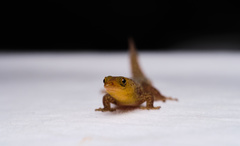 Sphaerodactylus difficilis