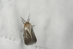 Spilosoma dubia
