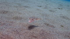 Sphoeroides marmoratus