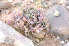 Portulacaria pygmaea