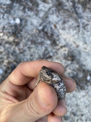 Breviceps rosei rosei