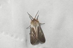 Spilosoma dubia