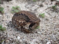 Breviceps rosei rosei