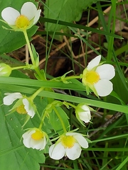 Fragaria vesca