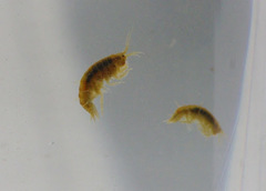 Gammarus pulex