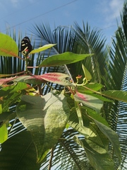 Heliconius doris