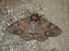 Zale submediana