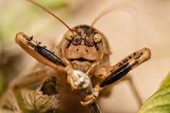 Nesoecia nigrispina