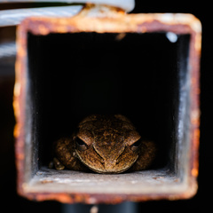 Osteopilus dominicensis