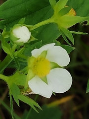 Fragaria vesca