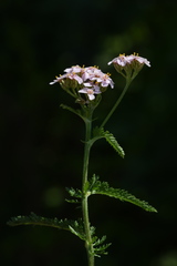 Achillea roseo-alba