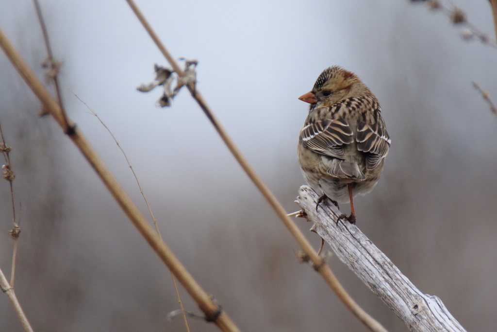 Harris's Sparrow