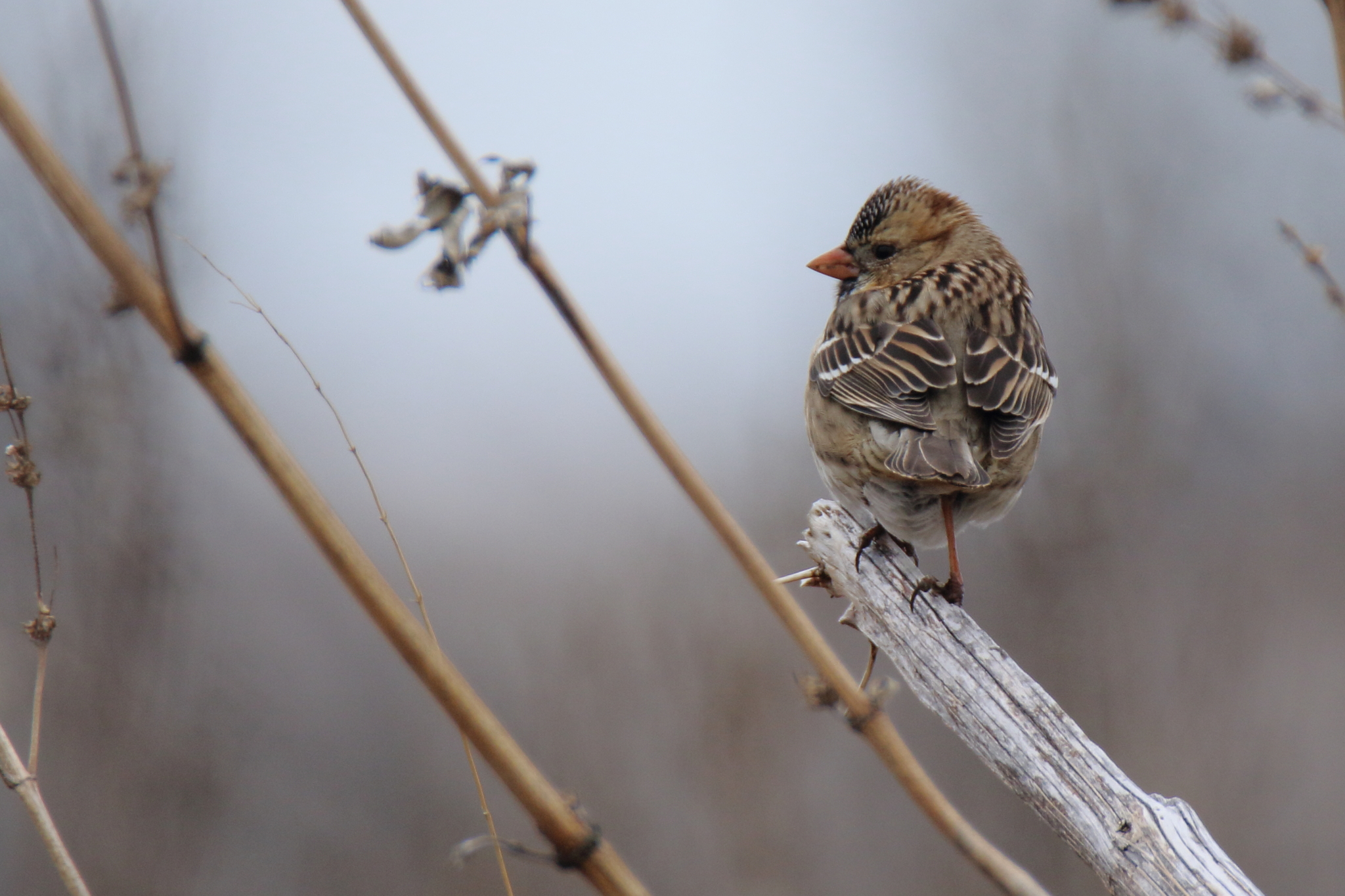 Harris's Sparrow (Zonotrichia querula)