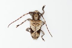 Aegomorphus jaspideus