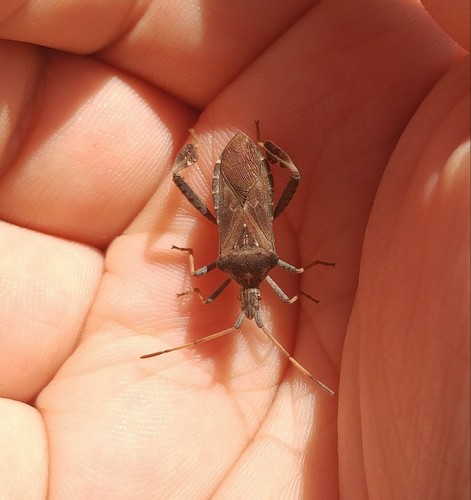 Leaf-footed Pine Seed Bug photo 3