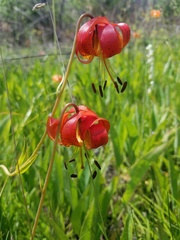 Lilium pardalinum vollmeri