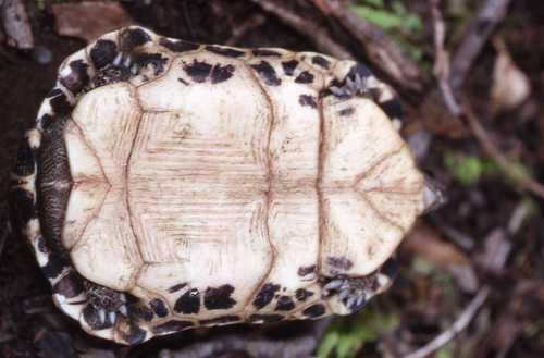 Pyxis arachnoides