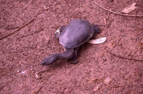 Chelodina oblonga