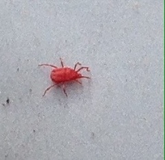 Balaustium