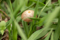 Psilocybe mexicana