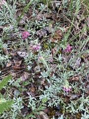 Antennaria rosea rosea