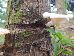 Lentinus scleropus