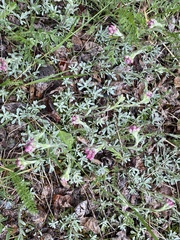 Antennaria rosea rosea