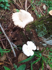 Lentinus scleropus