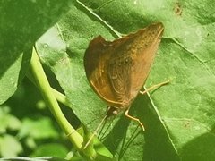 Abisara echerius