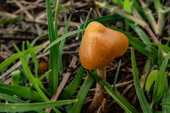 Psilocybe mexicana
