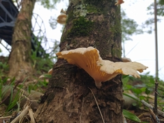 Lentinus scleropus