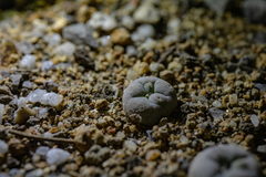 Lophophora